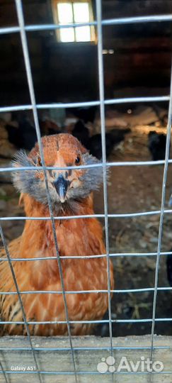 Несушки амераукана