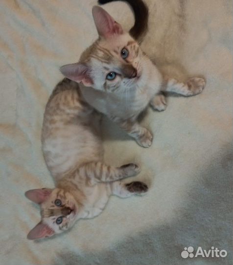 Бенгальские котята с документами