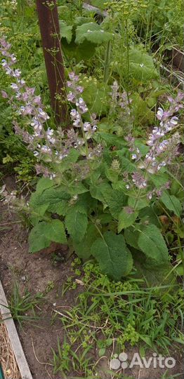 Зелень, шиповник, яблочный уксус, хрен