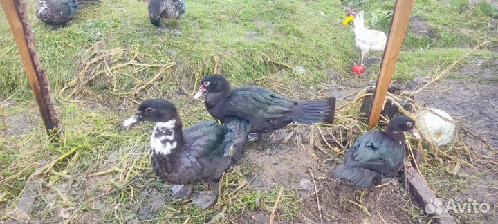 Продам уток