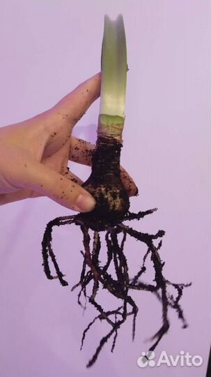 Гиппеаструм (без сорта)