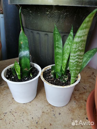 Комнатные растения разные много