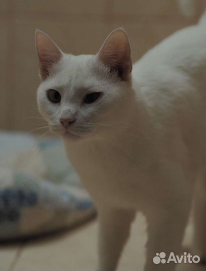 Белый кот Вэн в поисках дома