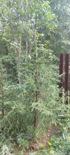 Участок 20 сот. (СНТ, ДНП)