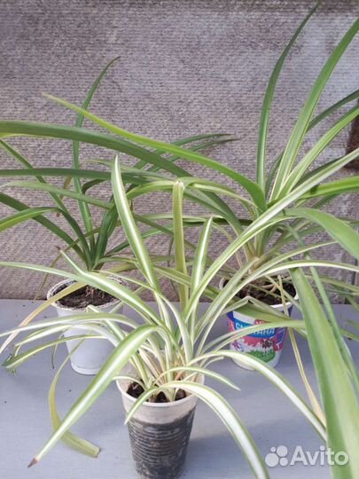 Комнатные растения(сеткреазия, хлорофитум