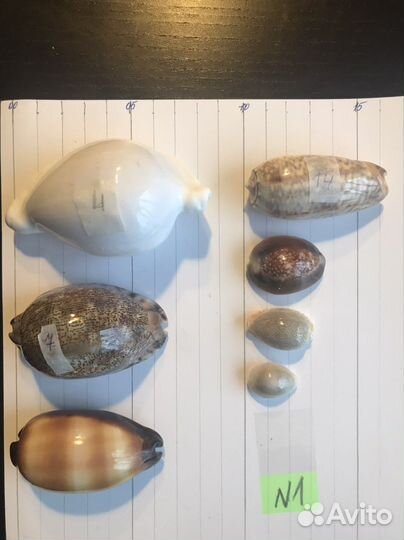 Ракушки. Набор