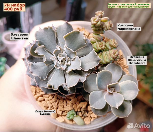 Суккуленты (наборы укорененных деток в стаканчика)