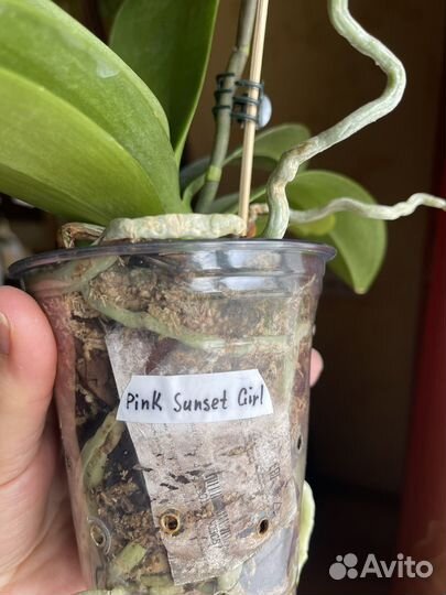 Фаленопсис бабочка