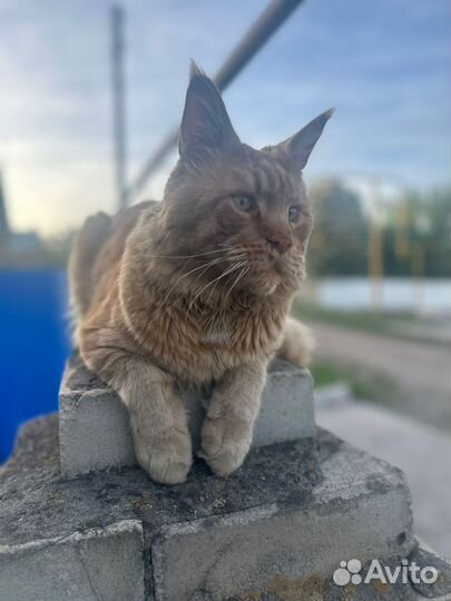 Котята мейн-кун