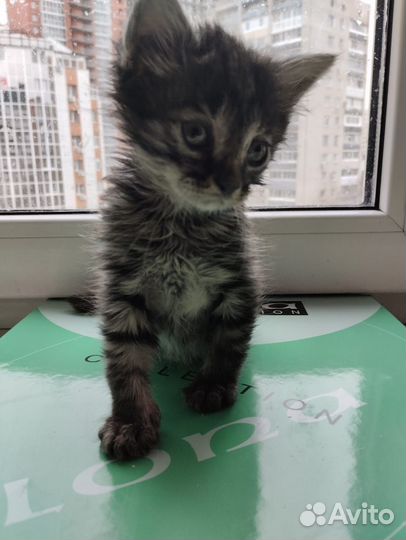 Милые котята