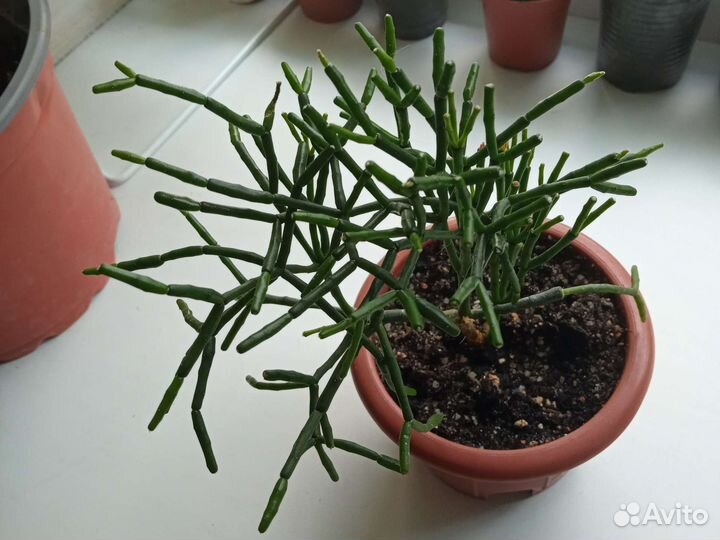 Рипсалис суккуленты и другие