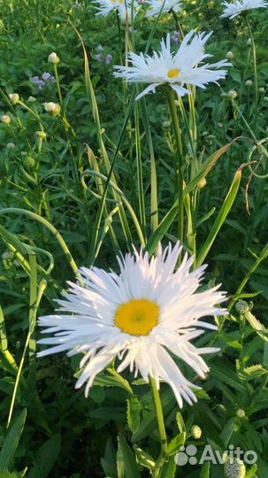 Ромашка Крейзи Дейзи