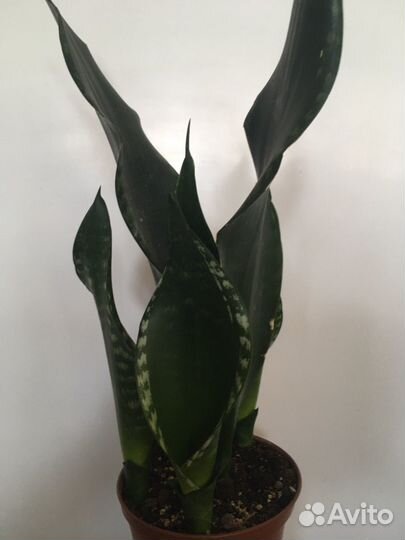 Сансееверия Стар роуз