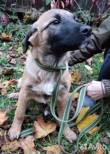 Малышки в поисках дома