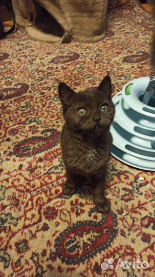 Кошки в добрые руки бесплатно