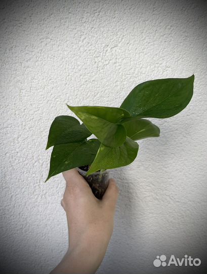 Сциндапсус эпипремнум