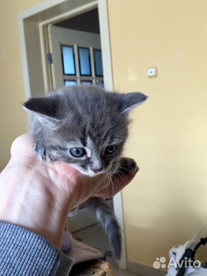 Вислоухие котята