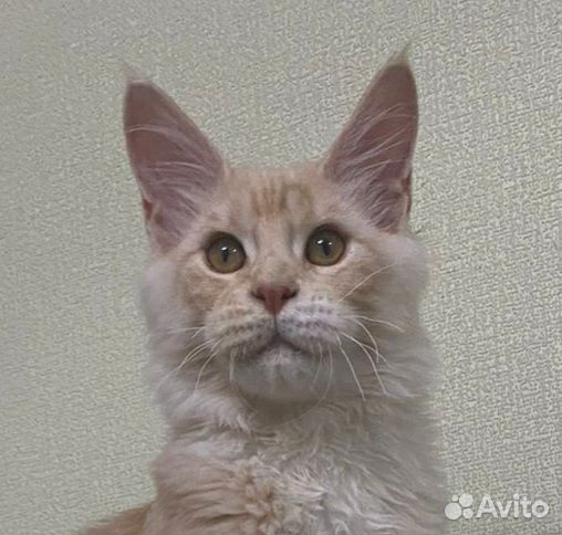 Марсель Аль Тойя