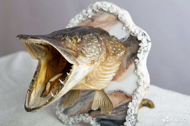 Чучело головы щуки