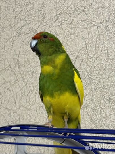 Продаю попугая