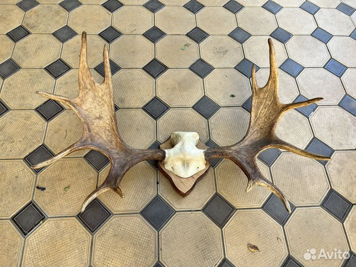 Продам рога лося