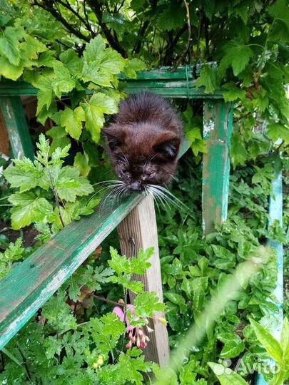 Отдам котенка
