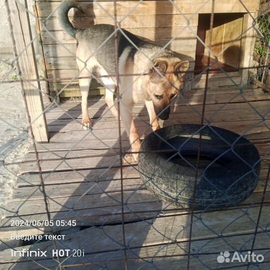 Собака только в добрые руки отдам бесплатно
