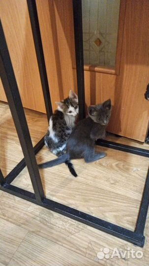 Весёлые котики