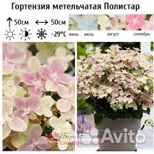 Миниатюрная гортензия Полистар