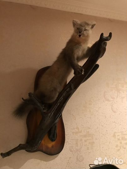 Чучело соболя
