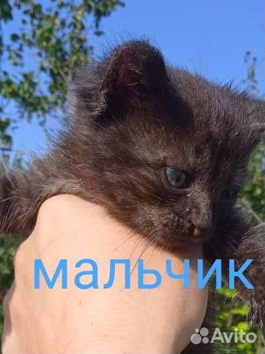 Котята в дар