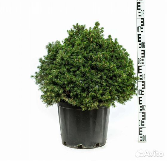 Растения в ассортименте (саженцы/цветы)