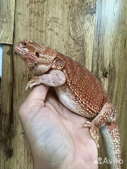 Агама красная самка
