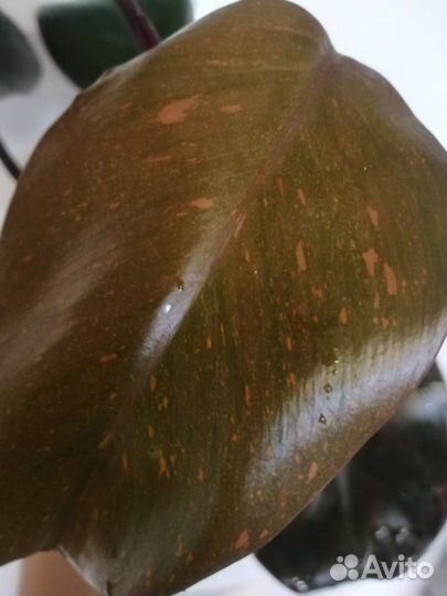 Филодендрон orange princess