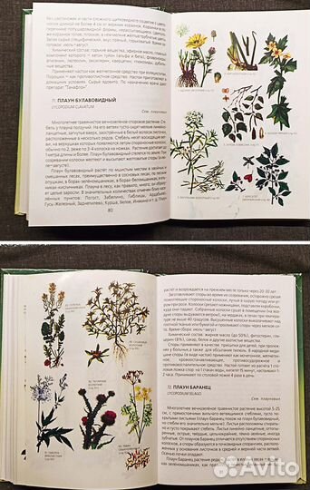 Лекарственные растения Рязанской области