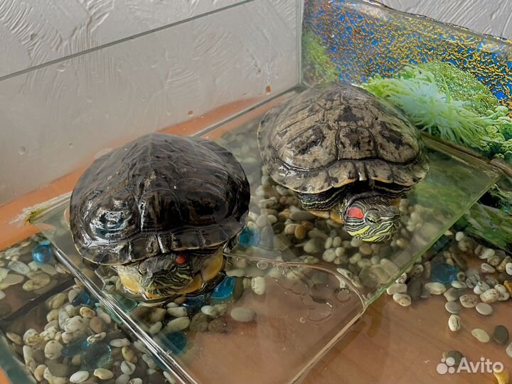 Красноухая черепаха с аквариумом