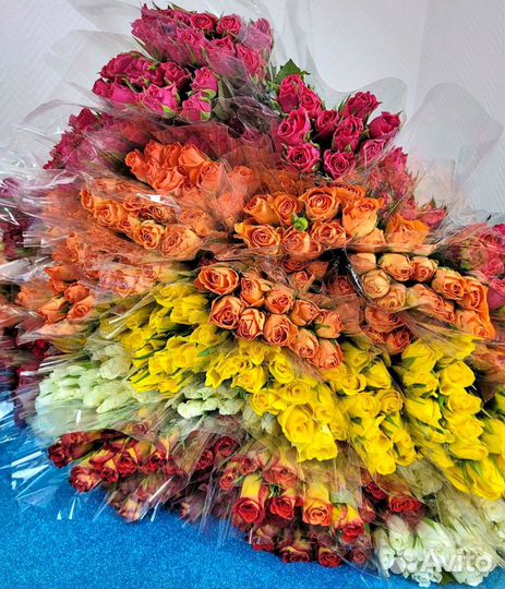 Цветы розы 21 51 71 101 201 опт