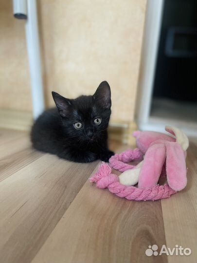 Котенок Британец