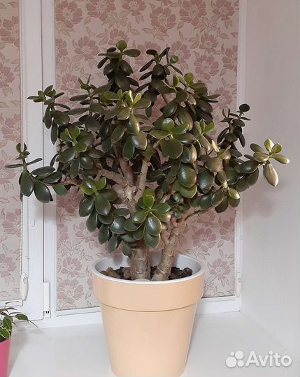 Крассула толстянка (денежное дерево)