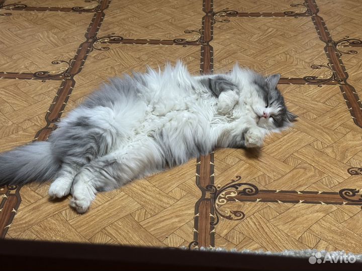 Отдам кошечку в добрые руки