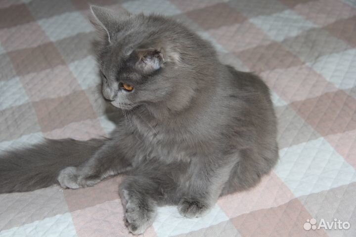 Британская кошечка