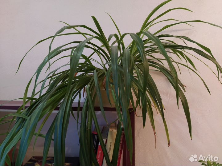 Хлорофитум