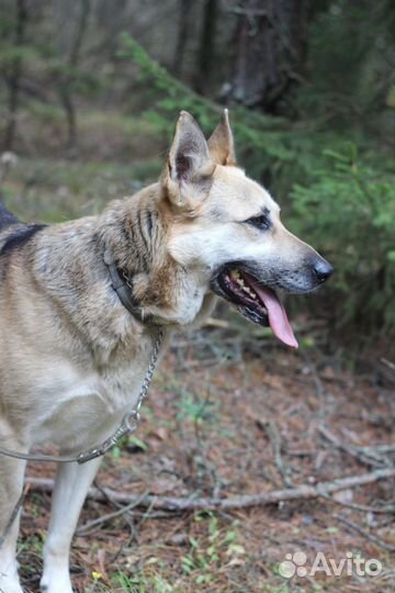 Отдаю овчарку: бдительную неженку и ласковую егозу