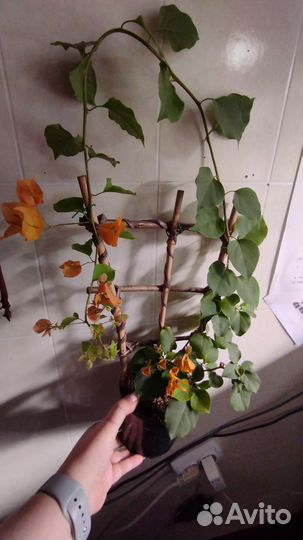 Бугенвиллеи (мандевила)