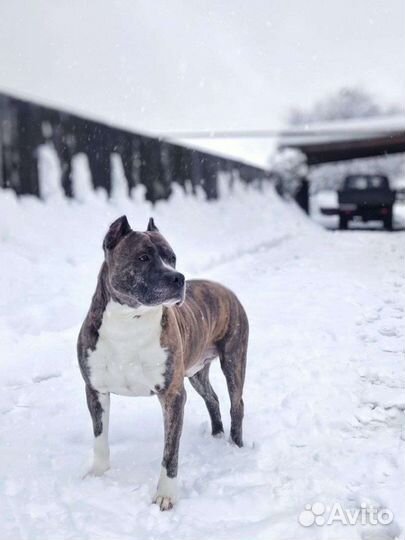 Стаффордширский терьер вязка