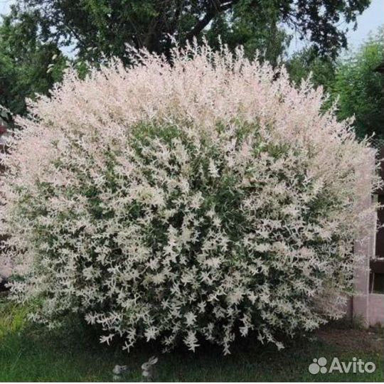 Ива хакуро нишики