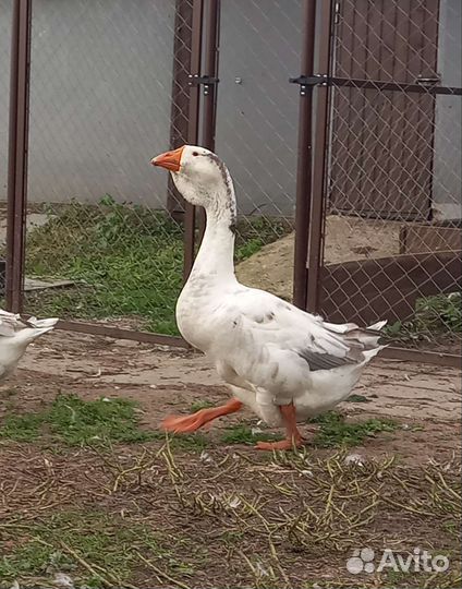 Холмогорские гуси