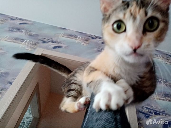 Молодая кошка