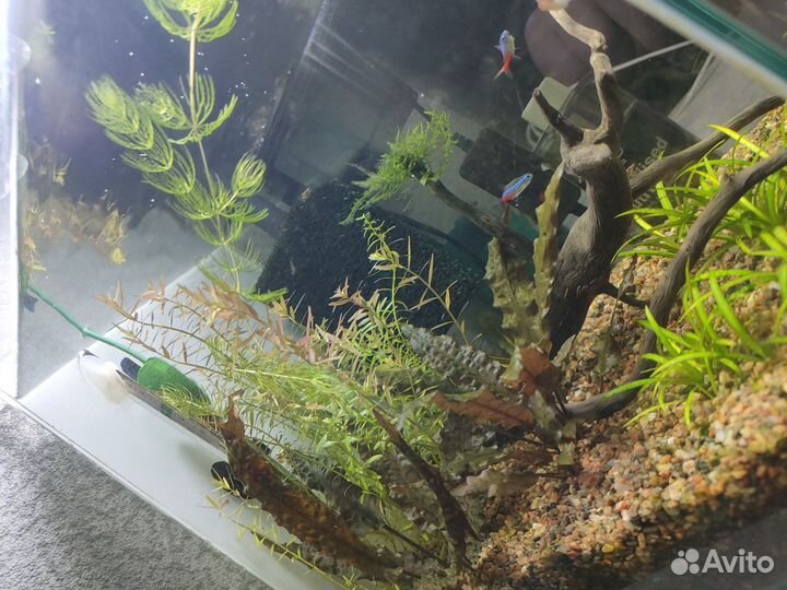 Аквариум