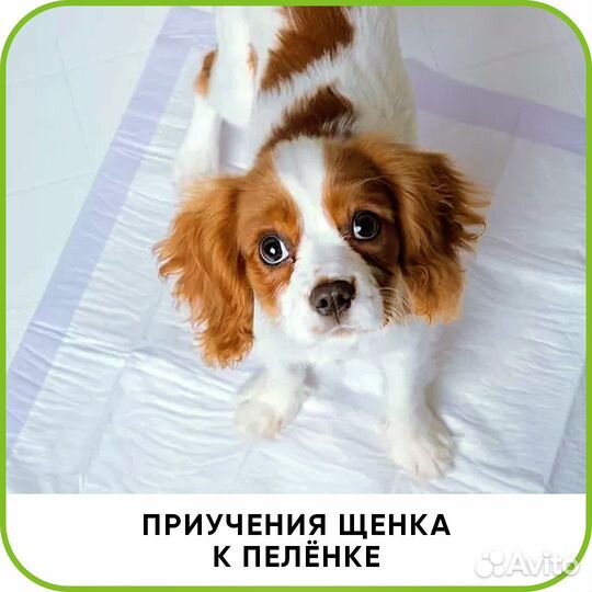 Ветеринарная помощь. Врач с выездом на дом